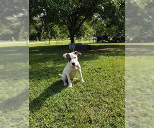 American Pit Bull Terrier Dogs for adoption in Brooksville, FL, USA