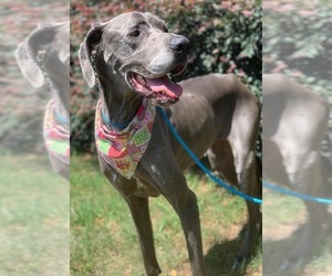 Great Dane Dogs for adoption in Huntersville, NC, USA