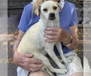 Chug Dogs for adoption in San Diego, CA, USA