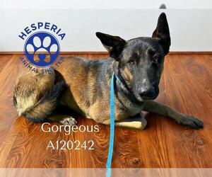 German Shepherd Dog Dogs for adoption in HESPERIA, CA, USA