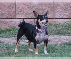 Doxie-Pin Dogs for adoption in Rancho Santa Margarita, CA, USA