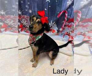 Coonhound-Unknown Mix Dogs for adoption in Springdale, PA, USA
