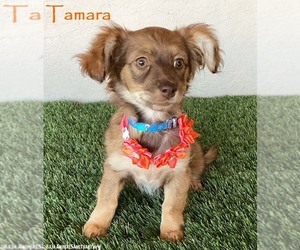Chiranian Dogs for adoption in San Diego, CA, USA