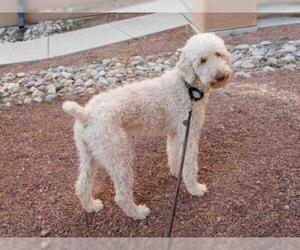 Poodle (Standard) Dogs for adoption in Santa Fe, NM, USA