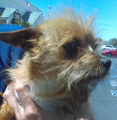 Norfolk Terrier Dogs for adoption in Seattle, WA, USA