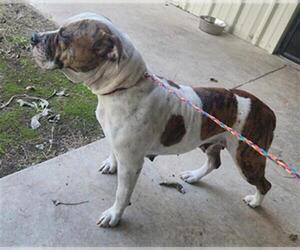 American Staffordshire Terrier Dogs for adoption in Temple, TX, USA