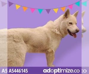 Alaskan Malamute Dogs for adoption in Downey, CA, USA