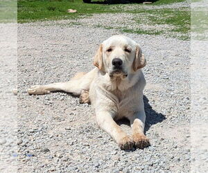 Anatolian Pyrenees Dogs for adoption in Vail, AZ, USA