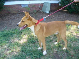 Golden Shepherd Dogs for adoption in Concord, NC, USA