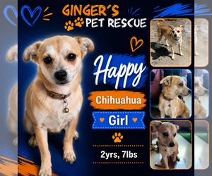Chihuahua Dogs for adoption in Seattle, WA, USA