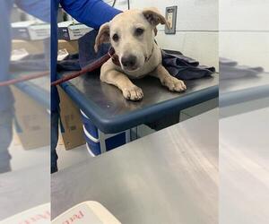 Labrador Retriever-Unknown Mix Dogs for adoption in Corpus Christi, TX, USA