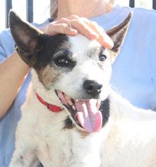 Jack Russell Terrier Dogs for adoption in Grass Valley, CA, USA