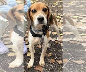 Beagle-Unknown Mix Dogs for adoption in Clarkston, MI, USA