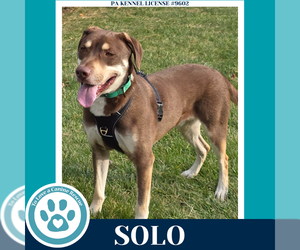 Labrador Retriever-Unknown Mix Dogs for adoption in Kimberton, PA, USA