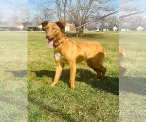 Mutt Dogs for adoption in Westwood, NJ, USA