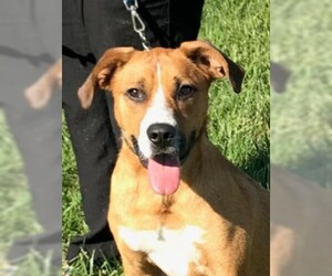 Beagle-Unknown Mix Dogs for adoption in Fredericksburg, VA, USA