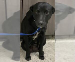 Labrador Retriever-Unknown Mix Dogs for adoption in Conroe, TX, USA