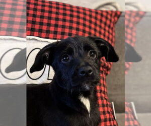 Mutt Dogs for adoption in San Diego, CA, USA