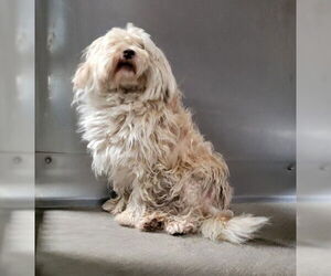 Norfolk Terrier Dogs for adoption in San Bernardino, CA, USA