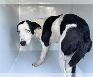 Labrador Retriever-Unknown Mix Dogs for adoption in Houston, TX, USA