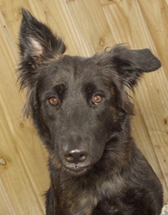 Australian Shepherd-Unknown Mix Dogs for adoption in Oakland Park, FL, USA