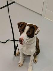 Lab-Pointer Dogs for adoption in Mt. Gilead, OH, USA