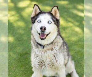 Siberian Husky Dogs for adoption in Camarillo, CA, USA