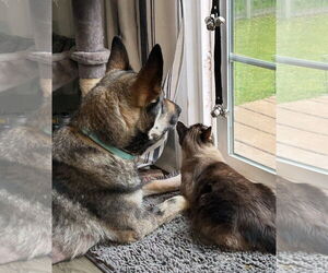 German Shepherd Dog Dogs for adoption in New Hill, NC, USA