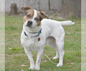 Jack Russell Terrier Dogs for adoption in Spring Lake, NJ, USA