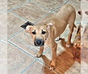 Labrador Retriever Dogs for adoption in Rutherfordton, NC, USA