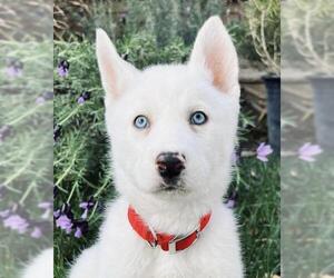 Siberian Husky Dogs for adoption in Marina Del Rey, CA, USA