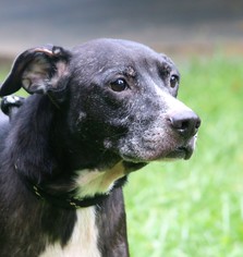 Boxador Dogs for adoption in Asheville, NC, USA