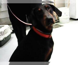 Doberman Pinscher Dogs for adoption in Fayetteville, NC, USA