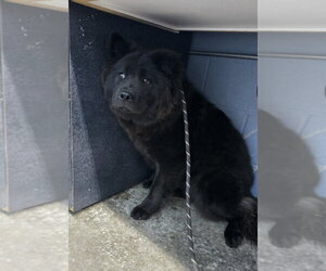 Chow Chow-Unknown Mix Dogs for adoption in Evansville, IN, USA