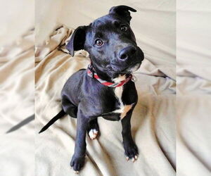 Labrador Retriever-Unknown Mix Dogs for adoption in Rutherfordton, NC, USA