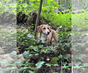 Bagle Hound Dogs for adoption in Holly Springs, NC, USA