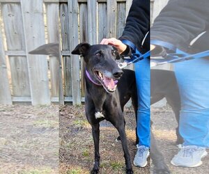 Greyhound Dogs for adoption in Cherry Hill, NJ, USA