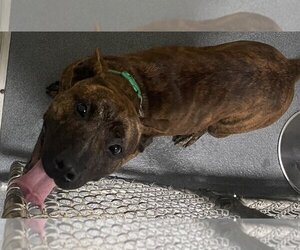 American Pit Bull Terrier Dogs for adoption in Glen Allen, VA, USA