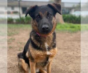 Shepradors Dogs for adoption in Camarillo, CA, USA