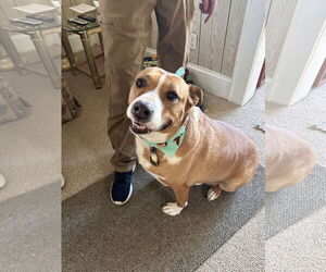 American Staffordshire Terrier-Unknown Mix Dogs for adoption in Westwood, NJ, USA