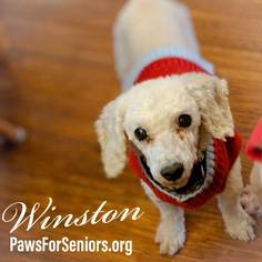 Poodle (Toy) Dogs for adoption in Bealeton, VA, USA
