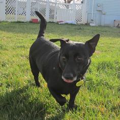 Chiweenie Dogs for adoption in Wallops Island, VA, USA