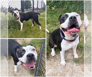 Mutt Dogs for adoption in Fort Wayne, IN, USA