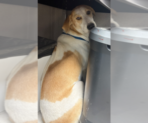 German Shepherd Dog-Treeing Walker Coonhound Mix Dogs for adoption in Rowlett, TX, USA