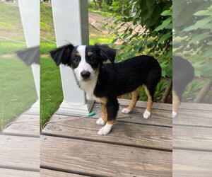 Australian Shepherd-Unknown Mix Dogs for adoption in Mooresville, NC, USA