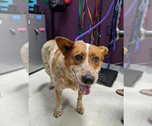 Australian Cattle Dog-Unknown Mix Dogs for adoption in Maple Grove, MN, USA