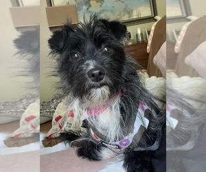 Mutt Dogs for adoption in Mundelein, IL, USA