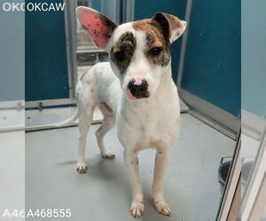 American Pit Bull Terrier Dogs for adoption in Oklahoma City, OK, USA