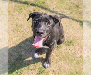 Labrador Retriever-Unknown Mix Dogs for adoption in Waco, TX, USA