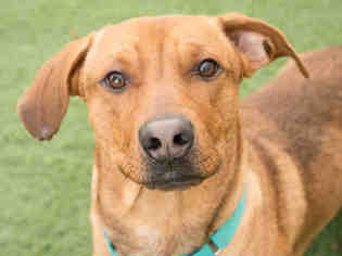 Dachshund-Unknown Mix Dogs for adoption in Santa Clara, CA, USA